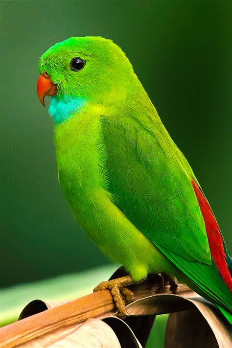 lil green parrot journal  sale    beautiful birds