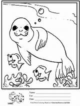 Seal Coloring Kids Pages Cute Printable Ocean Drawing Animals Baby Drawings Seals Fish Simple Color Leopard Elephant Worksheets Sheets Kindergarten sketch template