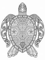 Coloring Pages Adult Printable Turtle Adults Sea Gorgeous sketch template