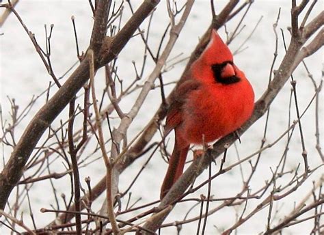 northern cardinal  japanese maple  february feederwatch