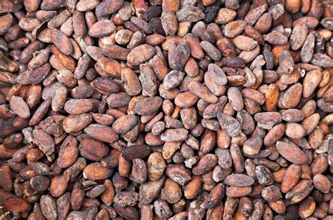 cacao beans  uponarriving