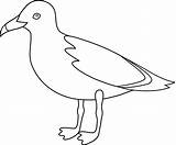 Seagull Outline Clipart Gull Clip Bird Birds Line Drawings California Cliparts Easy Drawing Printables Printable Simple Albatross Templates Library Gulls sketch template