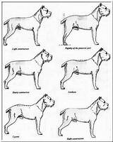 Mastiff Defects Frequent Breed Garrese Rasstandaard Breeders Canario Presa Designlooter Desviación Considera sketch template