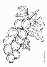 Coloring Berries Gooseberry Pages Kids Printable Colouring Fruits Drawing Food Currants Color Print Fruit Berry Drink Picolour Cooking 4kids Sunbeam sketch template