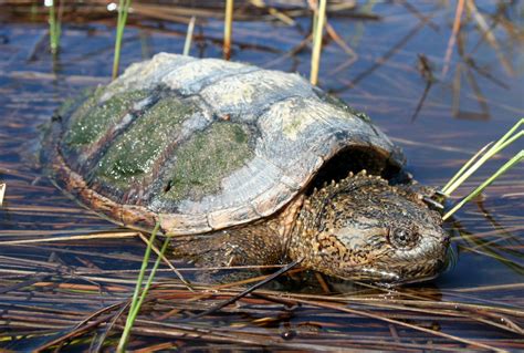top  reasons    snapping turtle hunt ontario nature