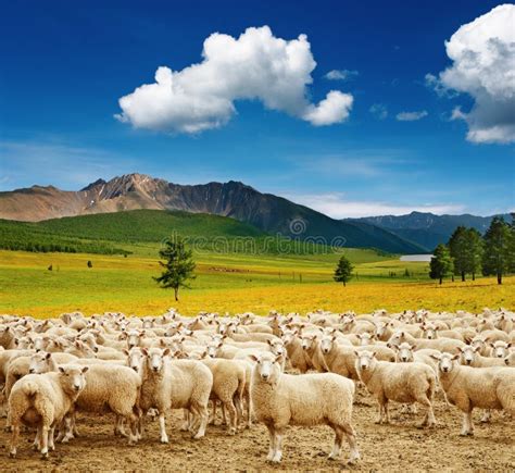 troupeau de moutons photo stock image du paturage alpe