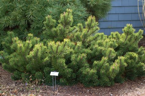 mugo pine care  growing guide