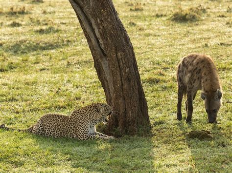 hyena attacks leopard video [video] leopard s dramatic