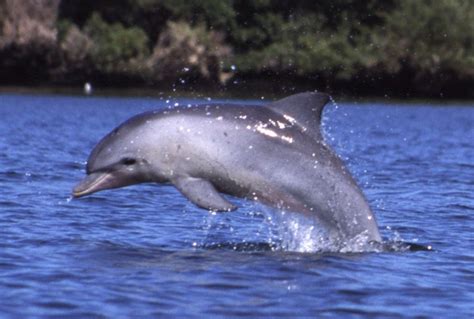 bottlenose dolphin animal