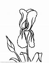 Iris Coloring Flower Clipart Sketch Designlooter Popular Library 36kb 3300px 2550 sketch template