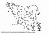 Coloring Cow Pages Printable Baby Pdf Colour Cows Color Sheets Etsy Choose Board Cute sketch template