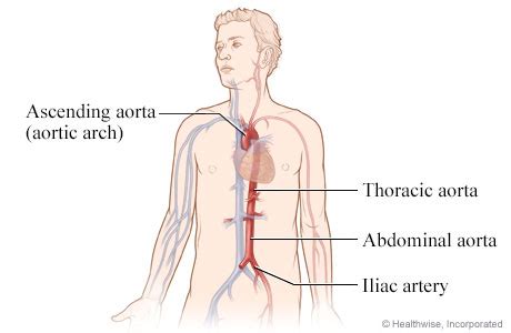 anatomy   aorta university  michigan health system