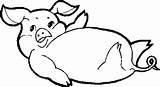 Porc Colorat Planse Desene Porci Purcel Animale Purcei Domestice Porcul Purcelusi sketch template