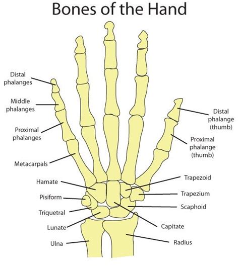 hand bone anatomy ideas  pinterest human hand bones wrist anatomy  skeleton