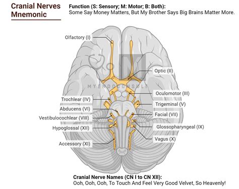 mnemonic cranial nerves dirty surprise  endo consult