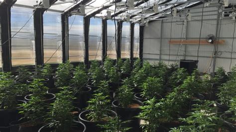 odor control   cannabis greenhouse ceres greenhouse