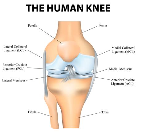 anatomy   knee knee specialist fairfield shelton