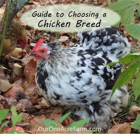 Guide To Choosing Chicken Breeds Pick The Best Breeds For