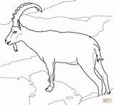 Goat Coloring Pages Ibex Nubian Goats Alpine Drawing Ausmalen Meerkat Mountain Boer Steinbock Zum Ausmalbilder Bilder Alpen Wild Malvorlagen Supercoloring sketch template