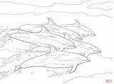 Coloring Bottlenose Pages Dolphins Dolphin School Printable sketch template