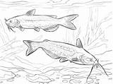 Poisson Catfish Supercoloring Catfishes Ohbq Riviere Imprimer sketch template