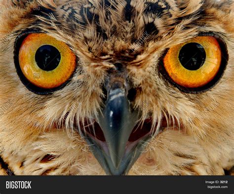 owls eyes image photo bigstock