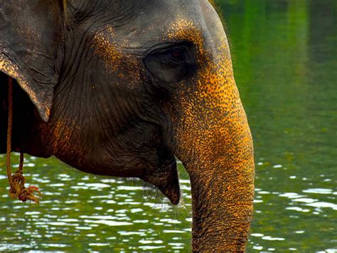 tangkahan sumatran elephants  day  sumatra ecotravel