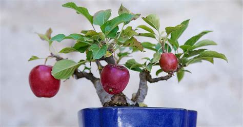 extra eye catching bonsai   apple tree  fruit