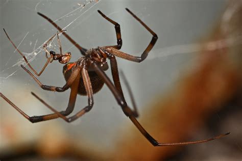 Daft Male Spiders Prefer Females Who Are More Likely To