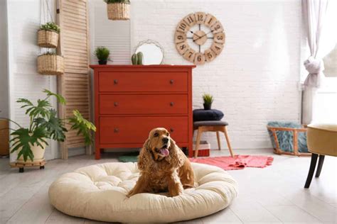 dog room ideas include pet food stations grooming areas