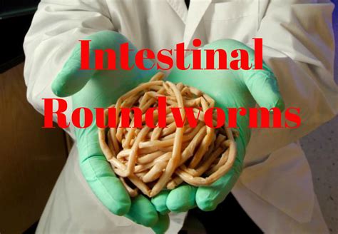 parasites intestinal roundworms nematodes outbreak news today