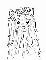 Coloring Cairn Pages Terrier Getcolorings Yorkie sketch template
