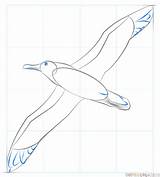 Albatross Draw Drawing Step Outline sketch template