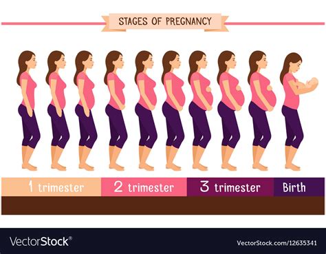 Pregnancy Stages Flat Pregnant Woman And Birth Vector Image