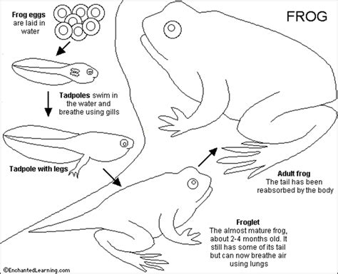 frog life cycle learning   twist