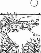 Coloring Pages Alligator Florida Sea Gators Printable Monsters Monster Kids Reptiles Louisiana Crocodile River Logo Sheets Gif Clipart Print Gator sketch template