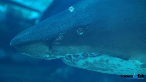 shark facts  kids deadly jaws   ocean  science kids