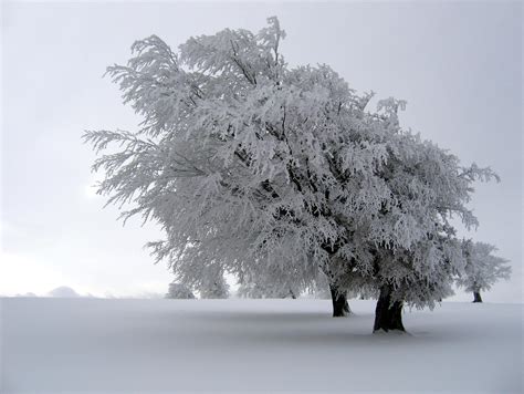 snow covered tree winter photo  fanpop