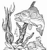 Bass Fishing Fish Drawing Clip Drawings Clipart Largemouth Pencil Line Coloring Wood Pages Burning Jumping Patterns Cliparts Draw Other Stencils sketch template