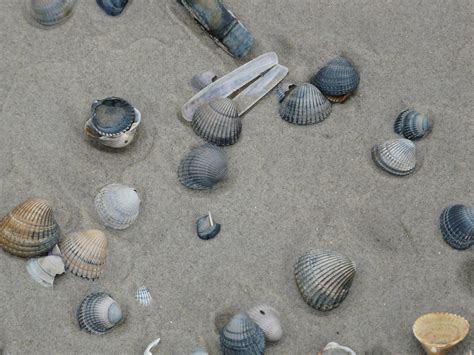 schelpen shells stone sea