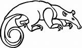 Anteater Coloring Pages Drawing Alligator Kids Tamandua Cliparts Printable Clipart Colouring Library Line sketch template