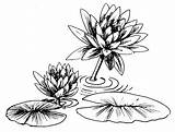 Lily Water Drawing Clipart Flower Coloring Pad Lilypad Lilies Outline Line Pages Clip Printable Pads Draw Tattoos Cliparts Kids Getdrawings sketch template