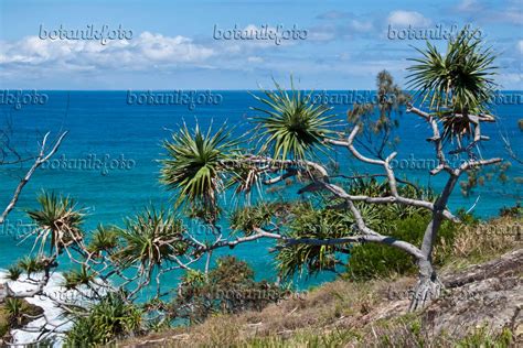 bild schraubenbaum pandanus tectorius point lookout north stradbroke island australien