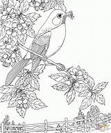 Coloring Robin Bird Pages State Printable Michigan Birds Flower American Apple Blossom Robins Kids Adult Sheets Color Sheet Supercoloring Printables sketch template