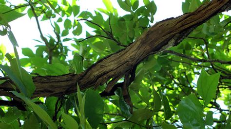 tree branch jessica crabtree flickr