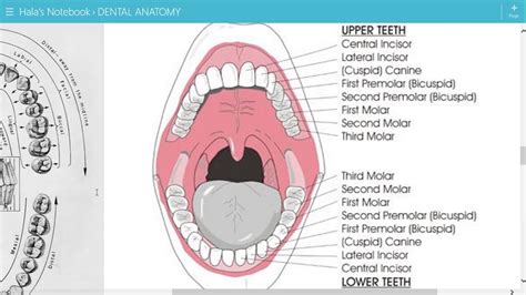 introduction  dental anatomy youtube