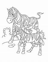 Zebra Coloring Baby Pages Clipart Library sketch template