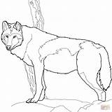 Timber Kleurplaten Wolven Coloriage Timberwolf Dieren Alpha Loup Ausdrucken sketch template