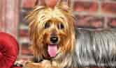 Billedresultat for Silky Terrier. størrelse: 166 x 98. Kilde: www.petful.com