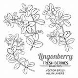 Lingonberry Cowberry sketch template